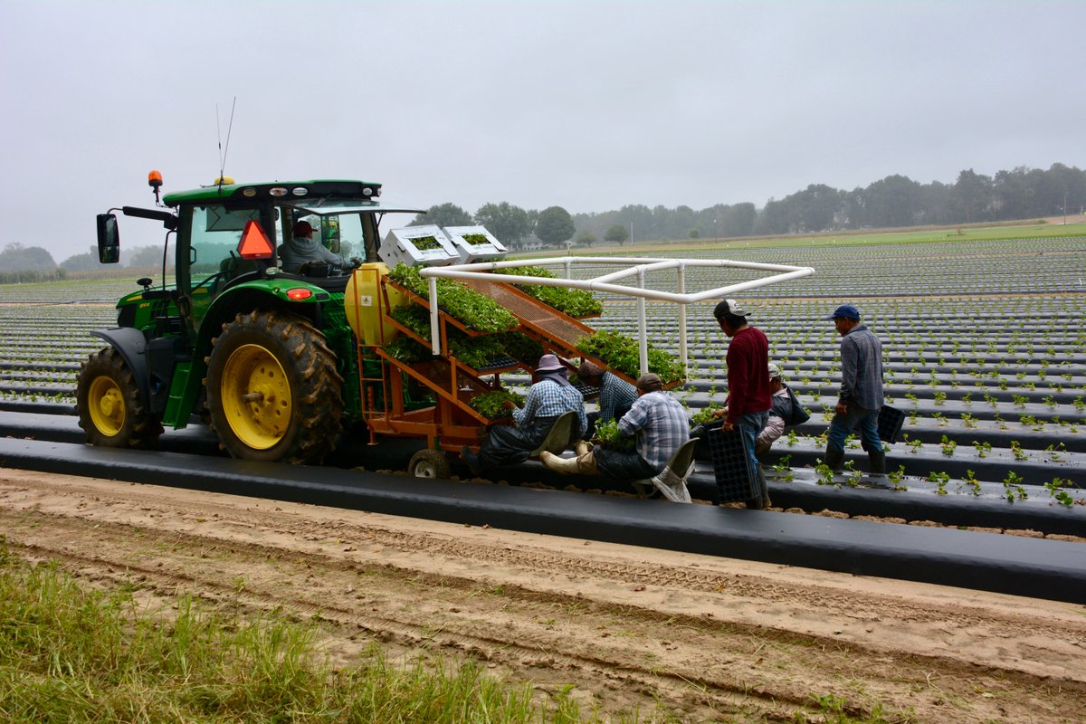UDExtension's tweet photo. Navigating H2A Farm Labor: Free Virtual Seminar Series 🚜

Are you looking to better understand the H2A process? The University of Delaware and University of Maryland Cooperative Extensions are teaming up to host a three-part virtual series designed to help Mid-Atlantic producers manage farm labor risks.

Join us for these expert-led sessions:

📅 March 31 | 12:00 p.m. : Real Cost of H-2A Workers – Nate Bruce (UD)

📅 April 7 | 12:00 p.m. : Legal Aspects of the H-2A Process – Brandon Davis (Phelps Dunbar LLP) & Paul Goeringer (UMD)

📅 April 21 | 12:00 p.m. : State Dept. of Labor Considerations – Norton Pereira (MD DOL) & Ellen Romero (DE DOL)

💰 Cost: Free of charge
📍  Virtual via Zoom
🔗 Register Here: https://t.co/1WFak6eO48

This work is supported by the Northeast Extension Risk Management project and the USDA National Institute of Food and Agriculture.