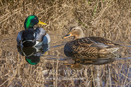 Art Wolfe tweet media