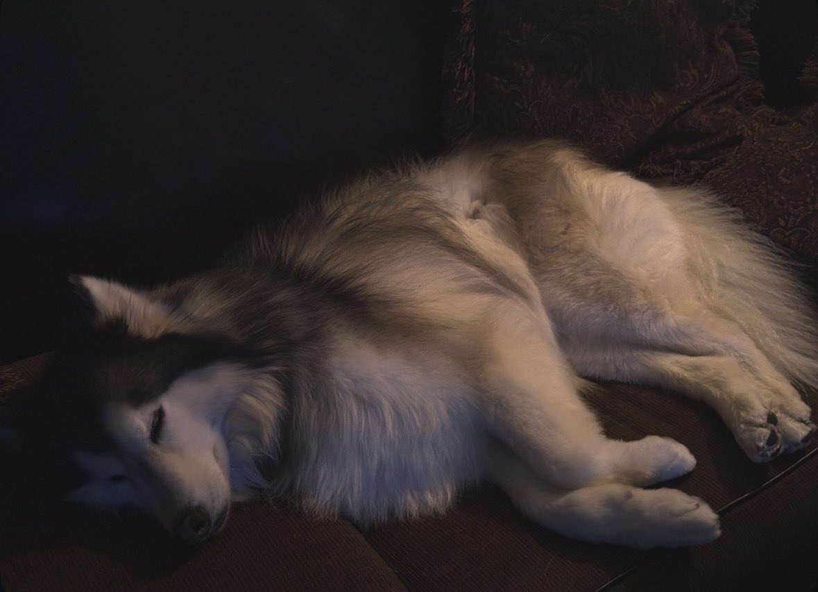 hanrosedav tweet media