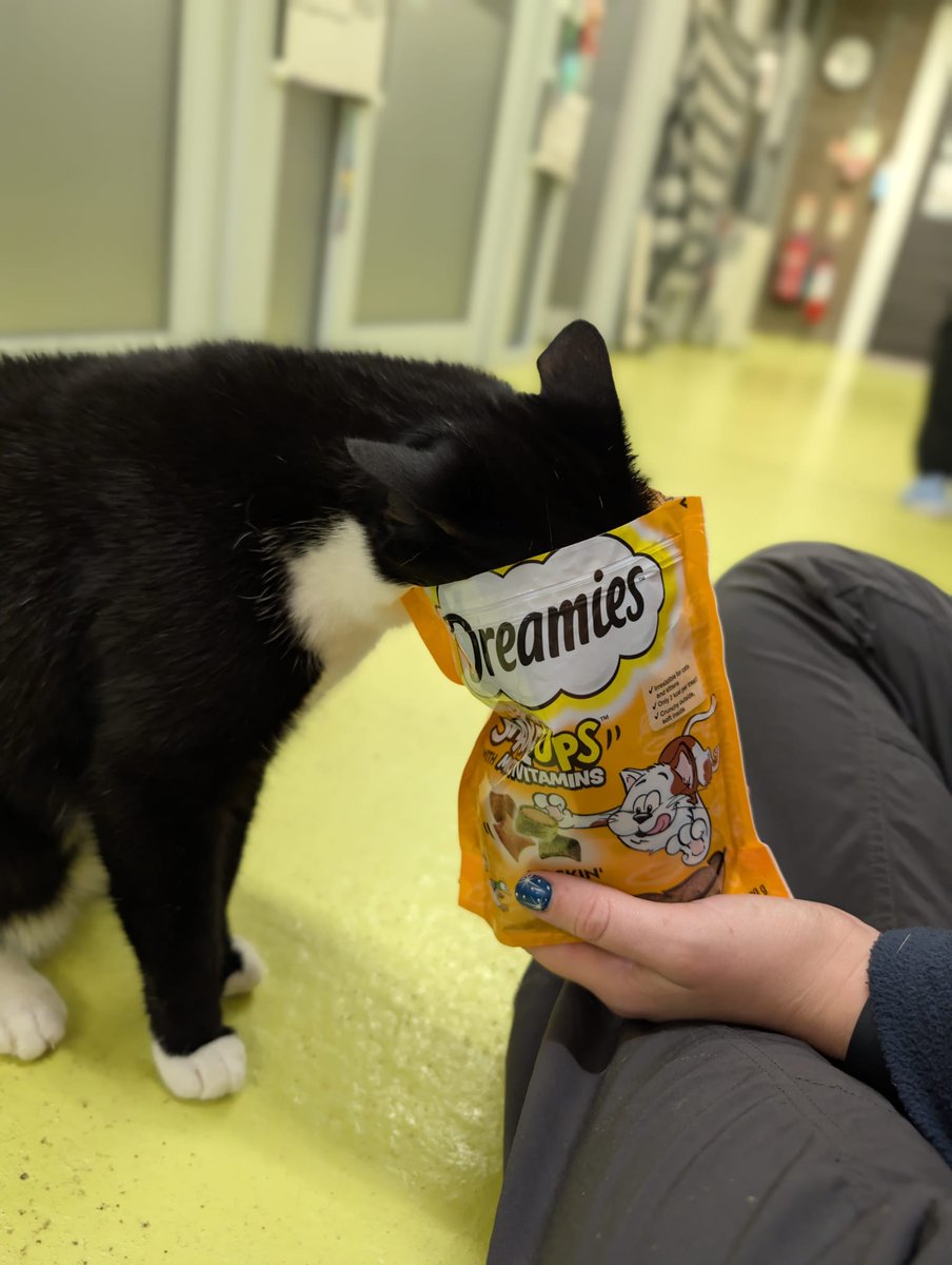 cotsdogscats's tweet photo. Ziggy said sharing is caring… but not today.

 #CatLovers #PetTreats #CatLife #FelineFun https://t.co/BtCf1lmzVI
