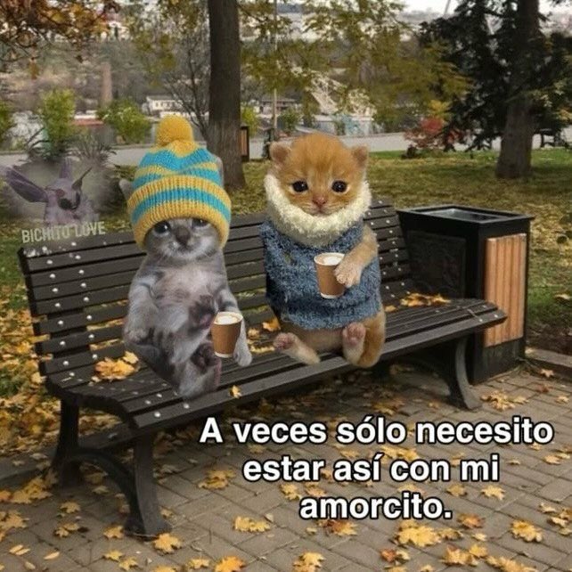 MundoDeBigotes's tweet photo. https://t.co/ZwMHrzgfeL