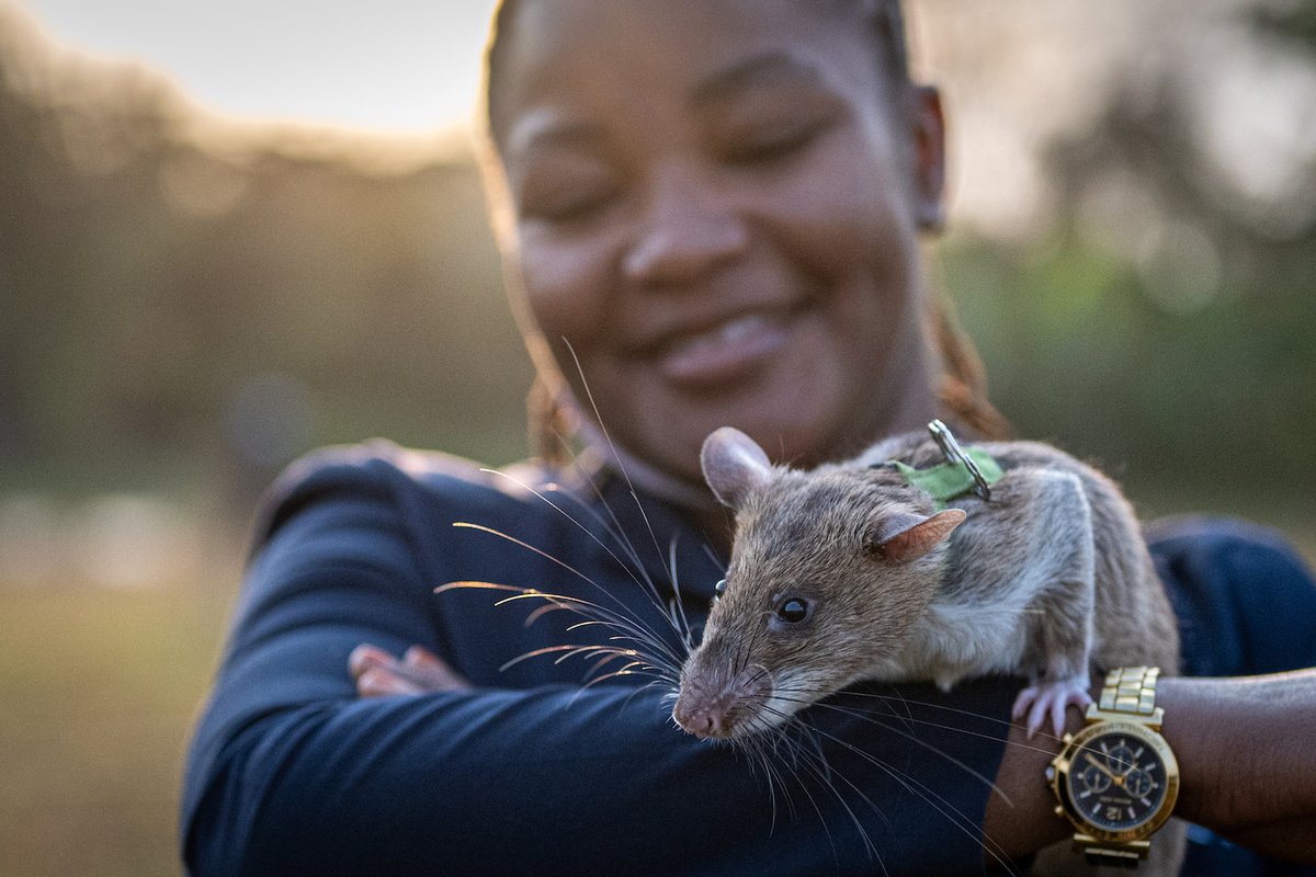 herorats's tweet image. “Just one small positive thought in the morning can change your whole day.” – Dalai Lama

A big shout out to our friends and supporters for believing in us. Your generosity and words of kindness motivate us more than you know! 

#APOPO #HeroRATs #SavingLives