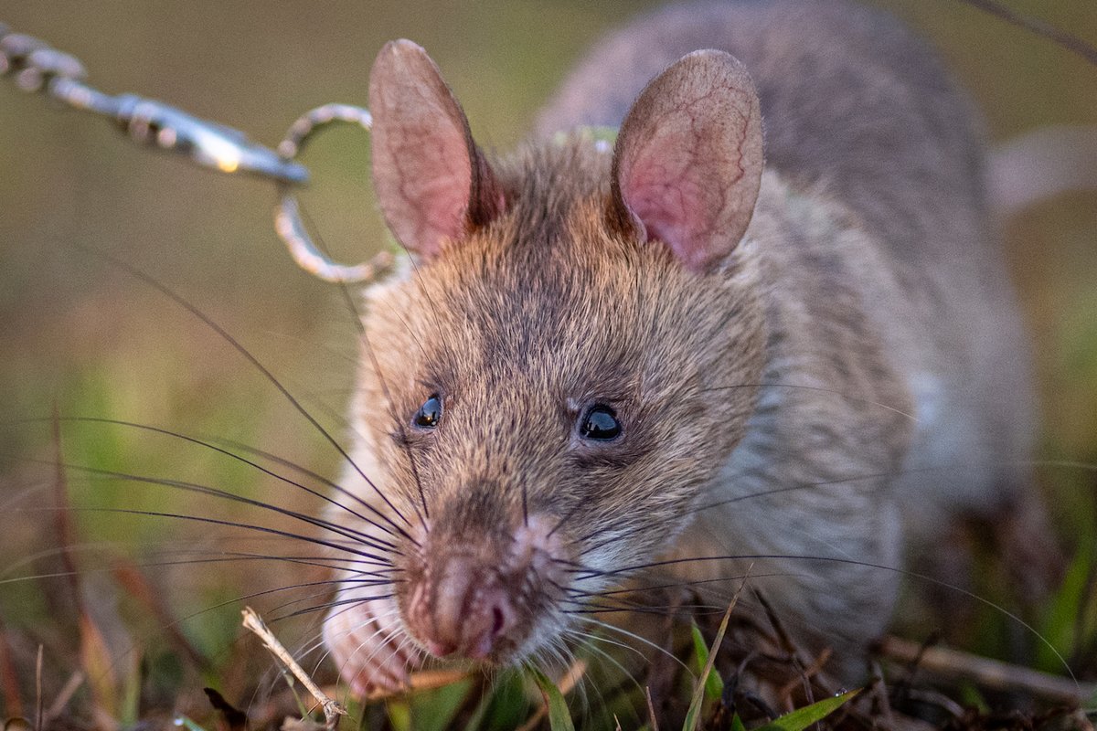 herorats's tweet image. “Just one small positive thought in the morning can change your whole day.” – Dalai Lama

A big shout out to our friends and supporters for believing in us. Your generosity and words of kindness motivate us more than you know! 

#APOPO #HeroRATs #SavingLives