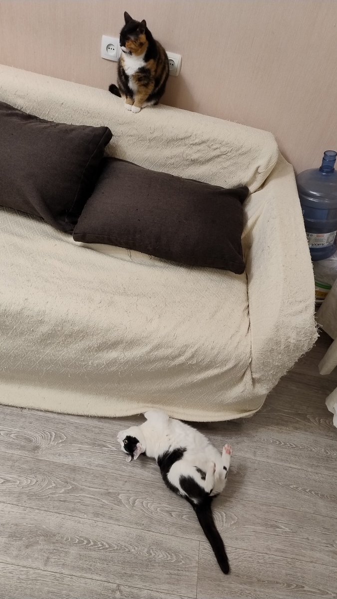 ПідйомПеревертень tweet media