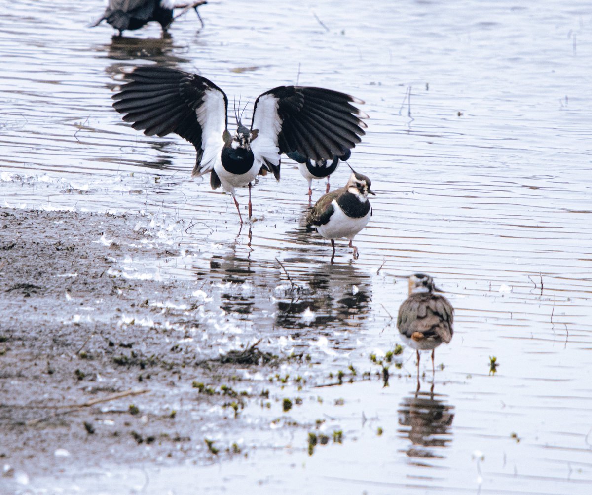 PDKimages tweet media