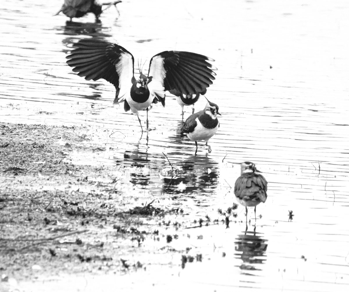 PDKimages tweet media