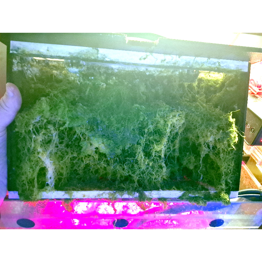 SantaMonicaFil's tweet photo. Can your scrubber do this?  This is a 13" wide by 3" thick block of growth from the DROP-10 and all you have to do is pull it up. https://t.co/ekZolRx43c