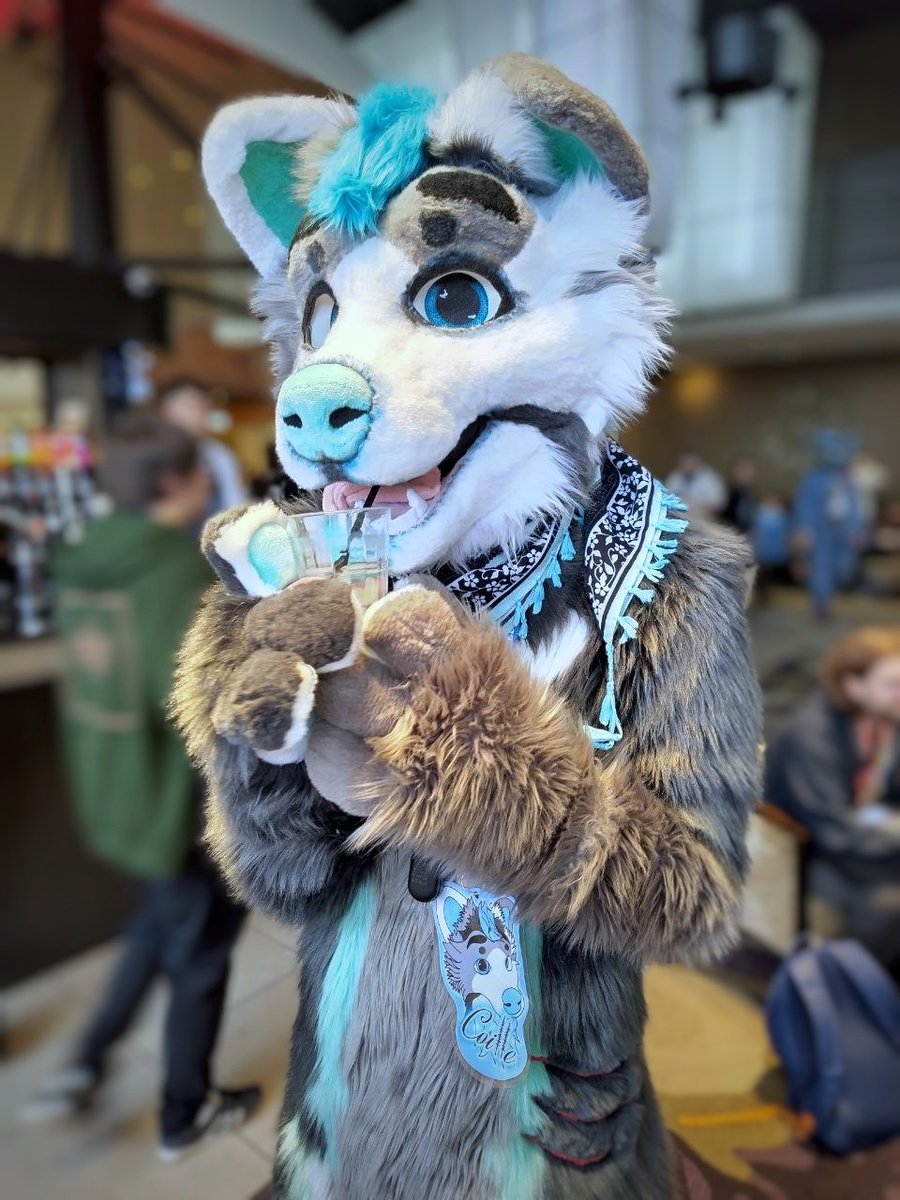 Everyone keeps yelling at me to drink water 🚽 Look at me being a good boy 🙄 

...Right that'll do for one day, now, who's bringing me cookies? 🍪

#Fursuit #FursuitEveryday #scotiacon2026 #YCHewsday