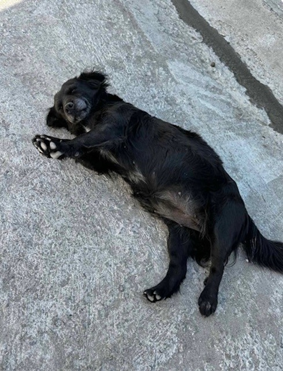 SPCA International tweet media