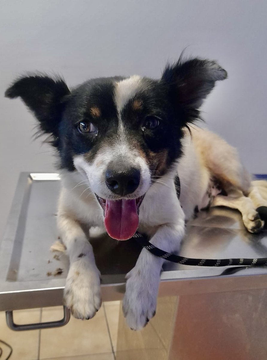 SPCA International tweet media