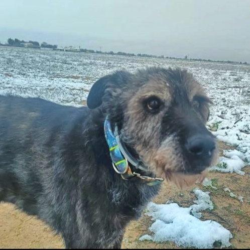 SosAbuelos1's tweet photo. #ALBACETE
#ADRIÁN tiene sobre 10 años. El pobre está disfrutando de la libertad después de haber pasado muchísimo tiempo encerrado en la perrera 😔.

Es un dulce abuelito buenísimo, noble y cariñoso.

Si quieres darle un hogar envía tu correo a...

Contacto: rescatados.en.adopcionab@gmail.com