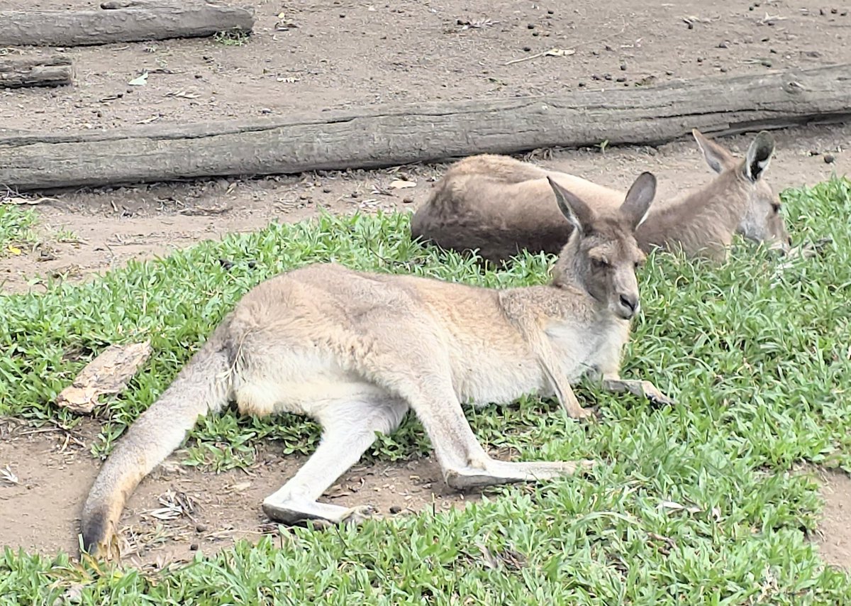 Hurdy Gurdy Travel Podcast tweet media