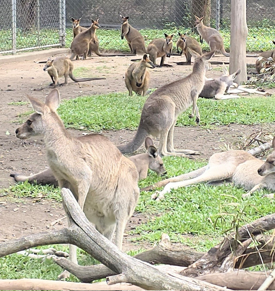 Hurdy Gurdy Travel Podcast tweet media