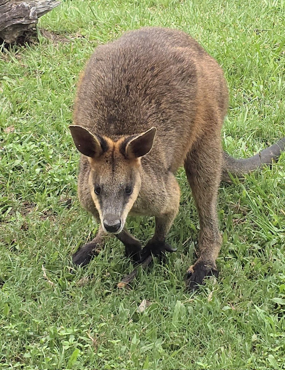 Hurdy Gurdy Travel Podcast tweet media