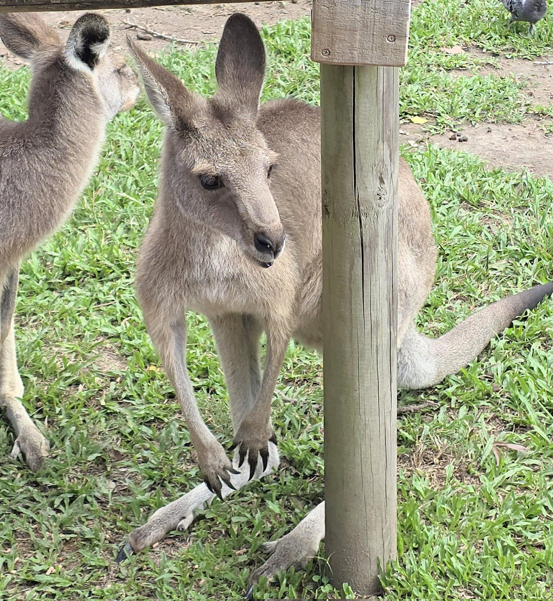 Hurdy Gurdy Travel Podcast tweet media