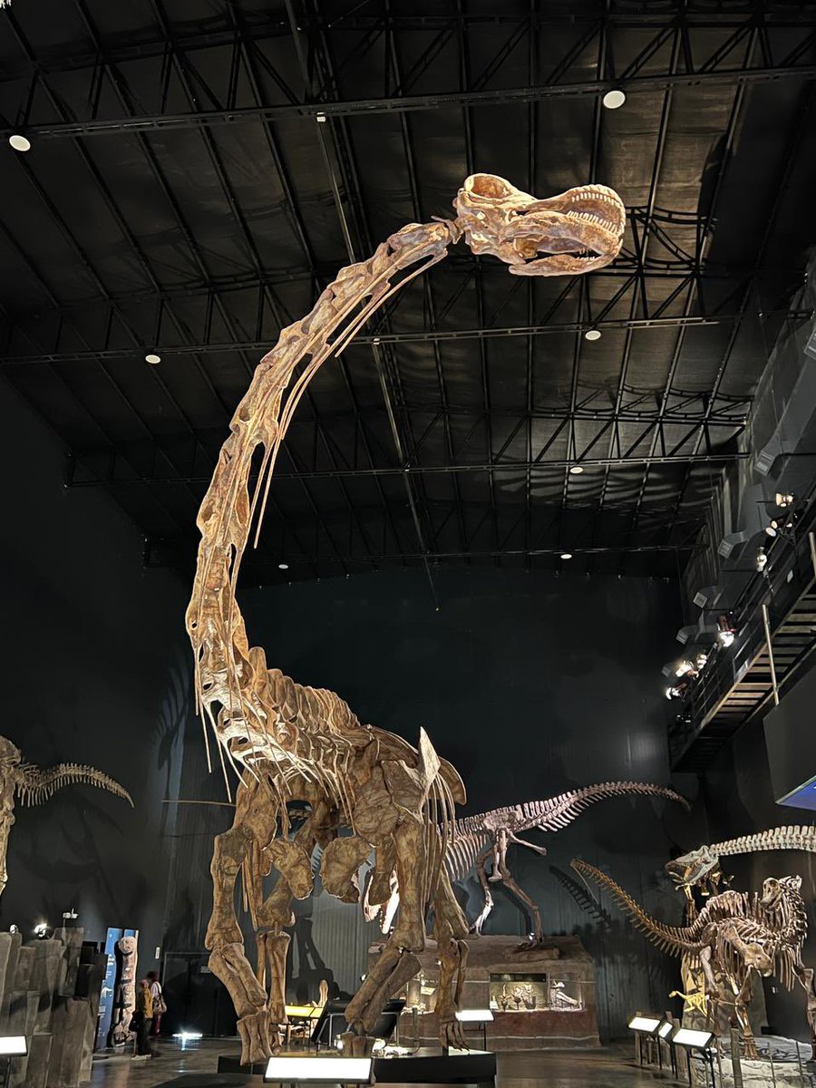 IrlAmbArgentina's tweet photo. Patagotitan en el maravilloso Museo MEF de Trelew: Chubut. https://t.co/Z5NprN3lTN