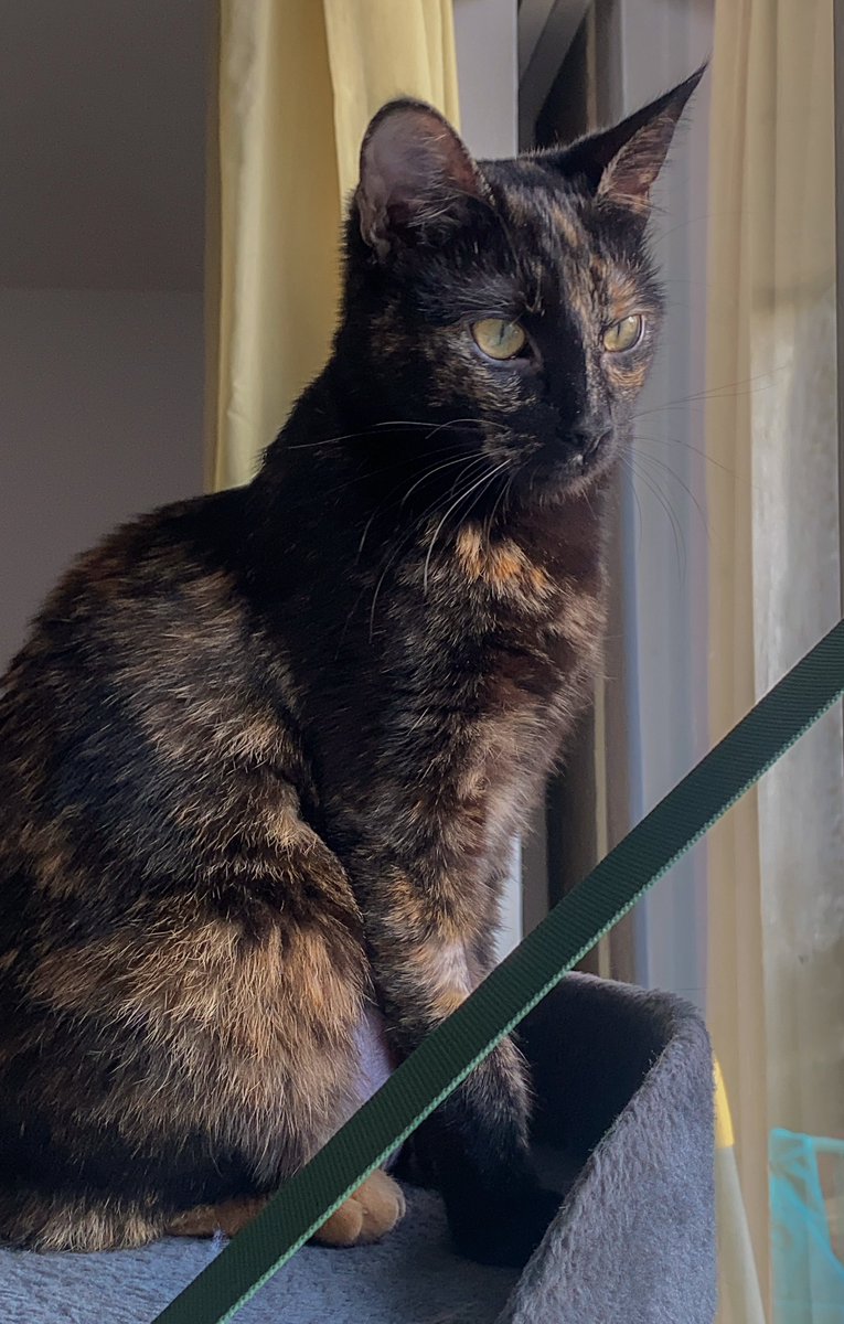 𝓮𝓬𝓵𝓲𝓹𝓼𝓮 tweet media