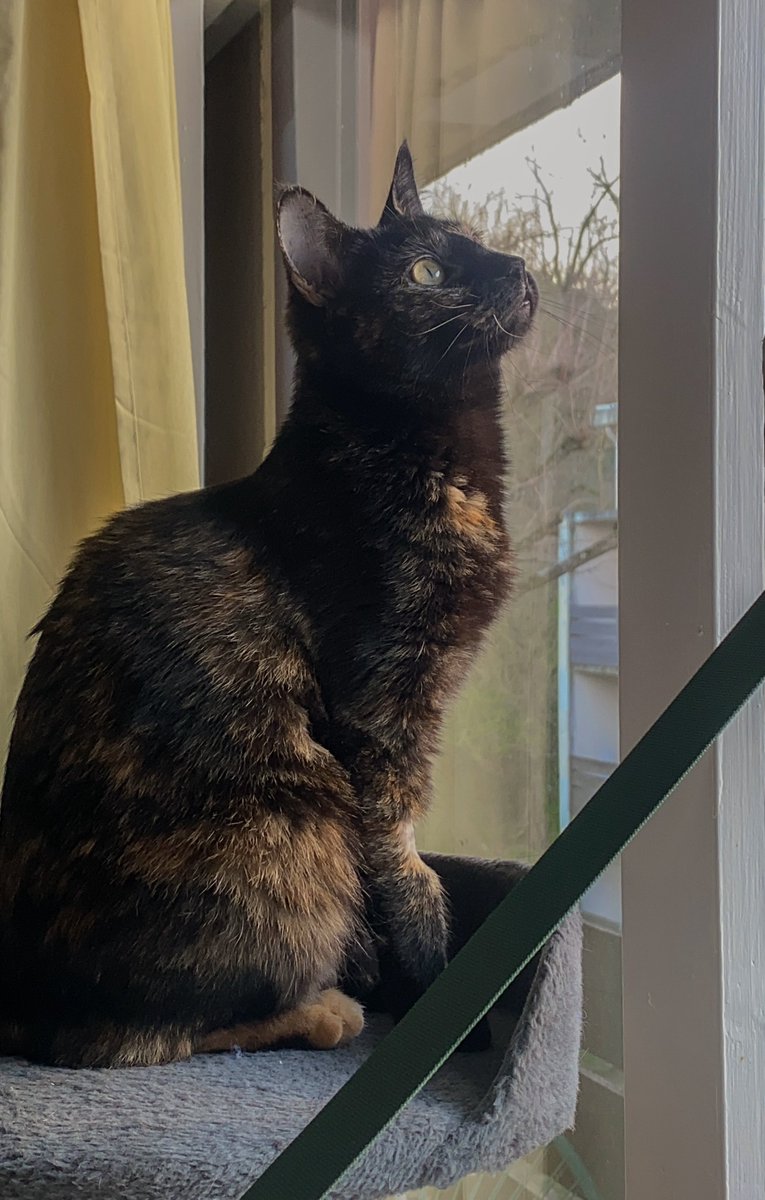 𝓮𝓬𝓵𝓲𝓹𝓼𝓮 tweet media