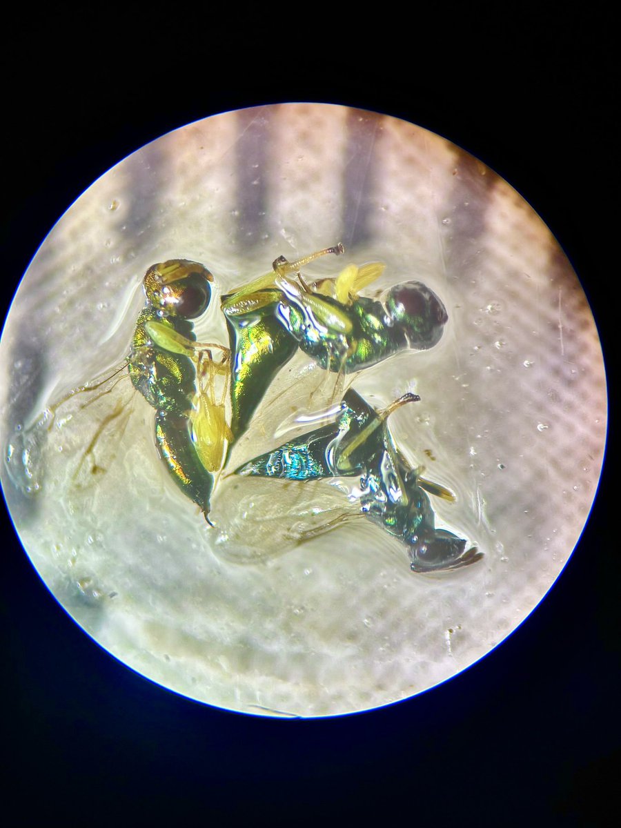 Dr Juliet Turner tweet media