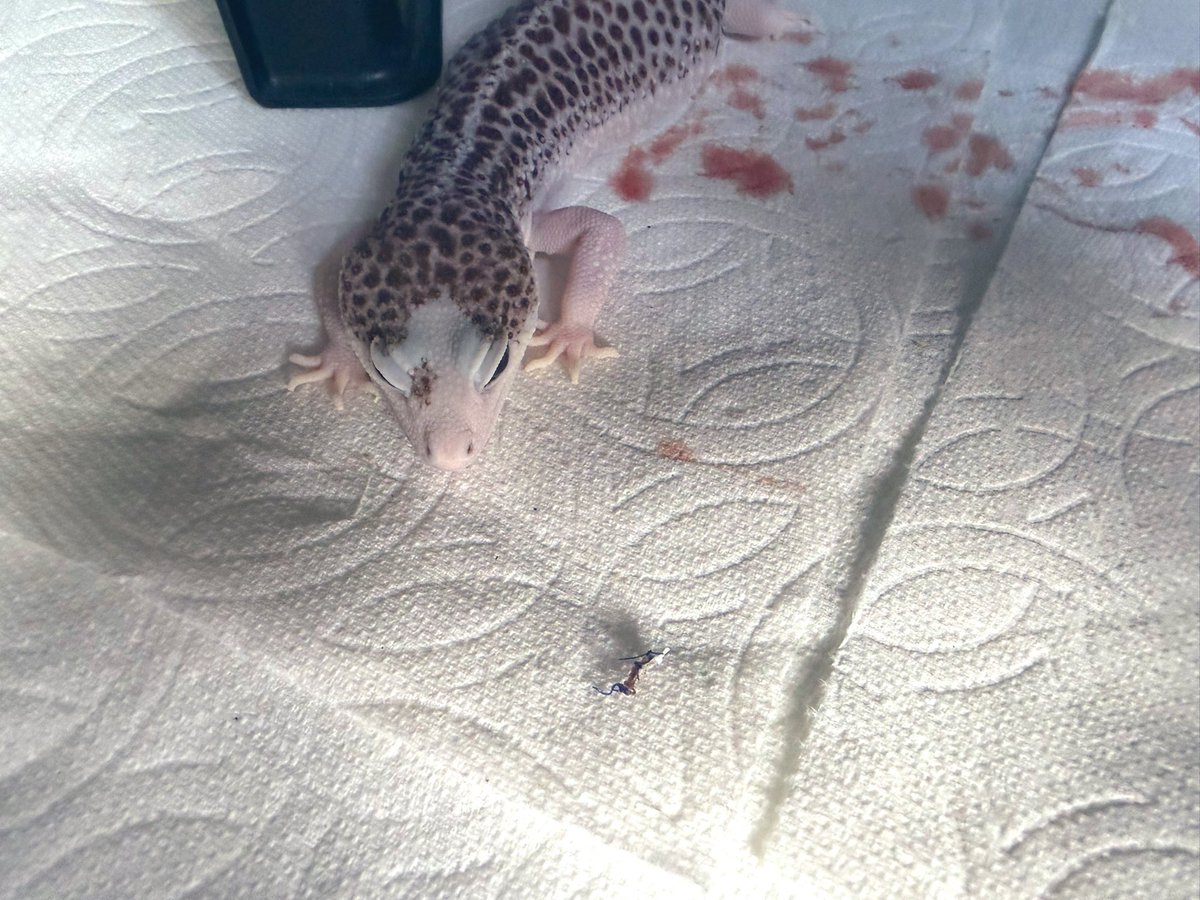 chrchie 🦎⭐️ lizard girl tweet media