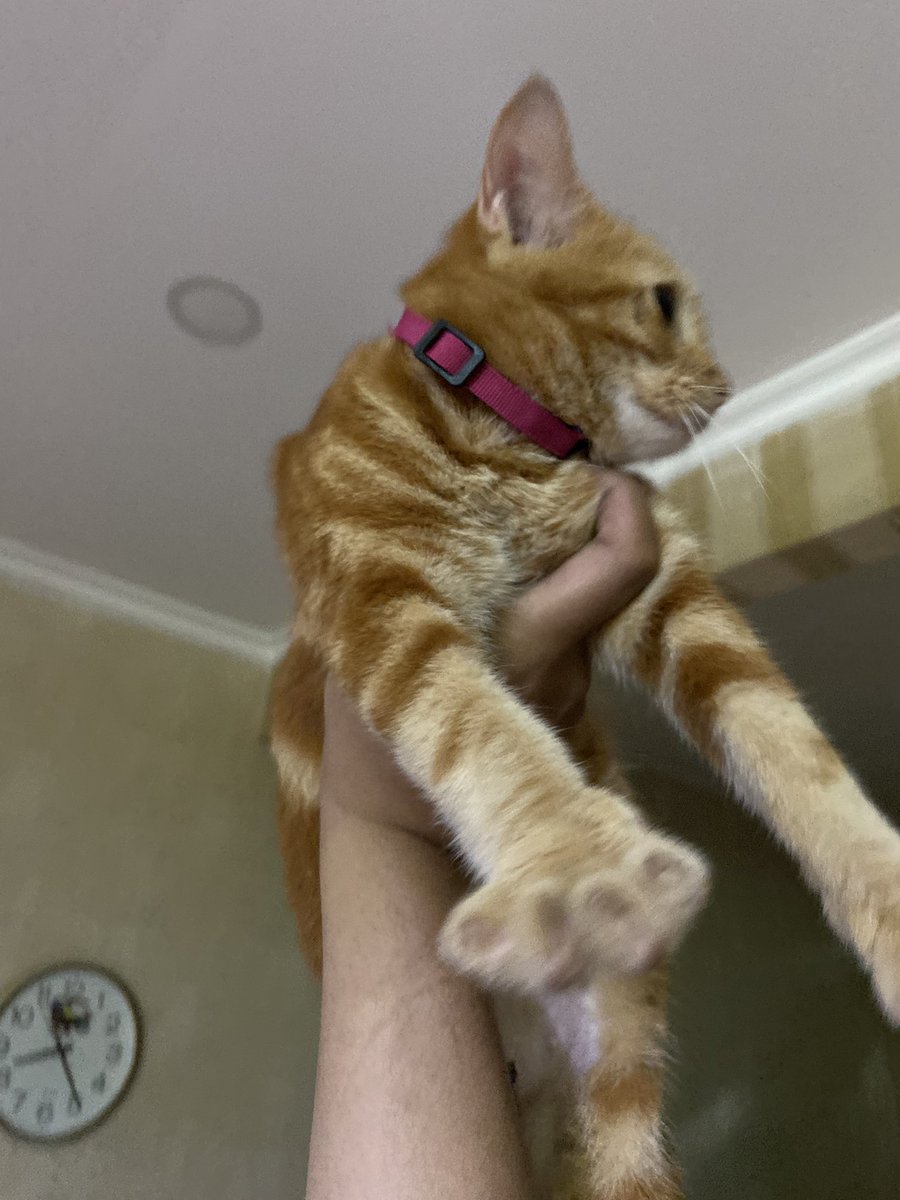 FP ☤ 🍉 tweet media