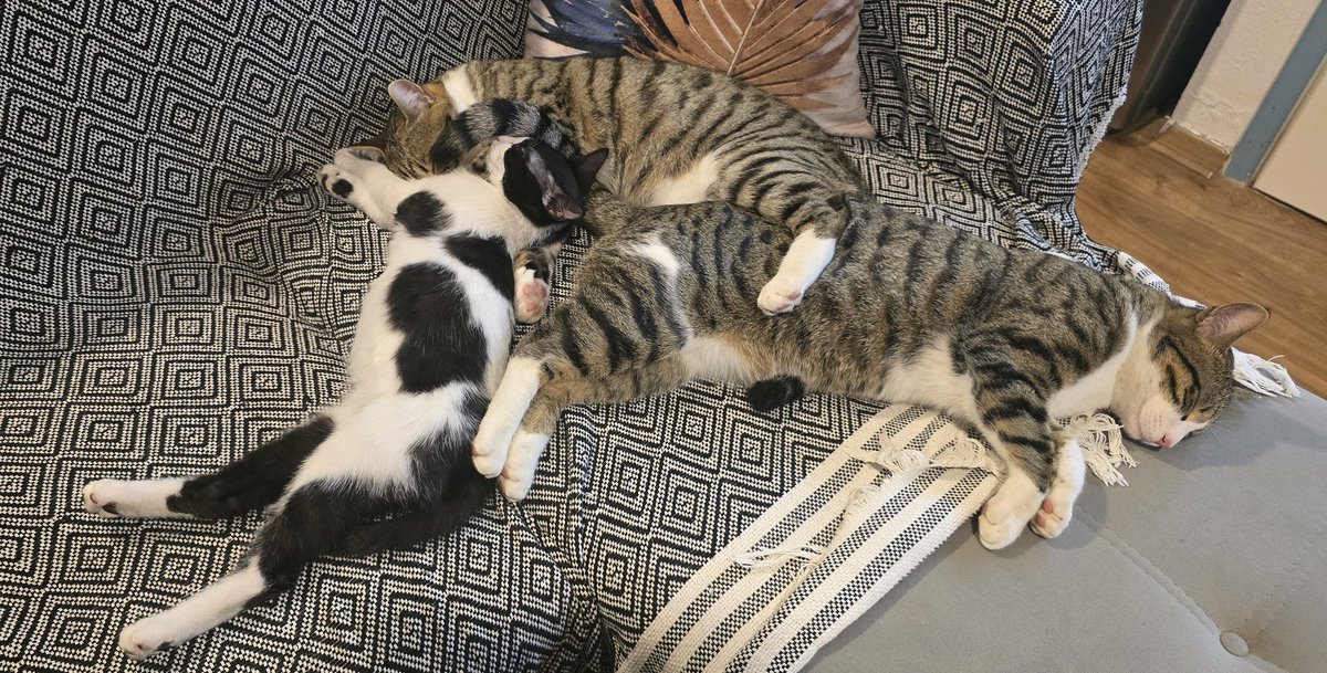 İyi geceler iyilerrr,huzurlaa...😴✨️🐾