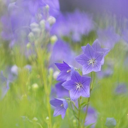 Good morning ☀️☕️
Wednesday is here.
We are halfway through the week.
Please remember to take care of yourself.
Wishing you a lovely day 💜

おはようございます ☀️☕️
水曜日です。
今週も折り返し地点です。
どうかご自分を大切にすることを忘れずに。

素敵な一日になりますように 💜