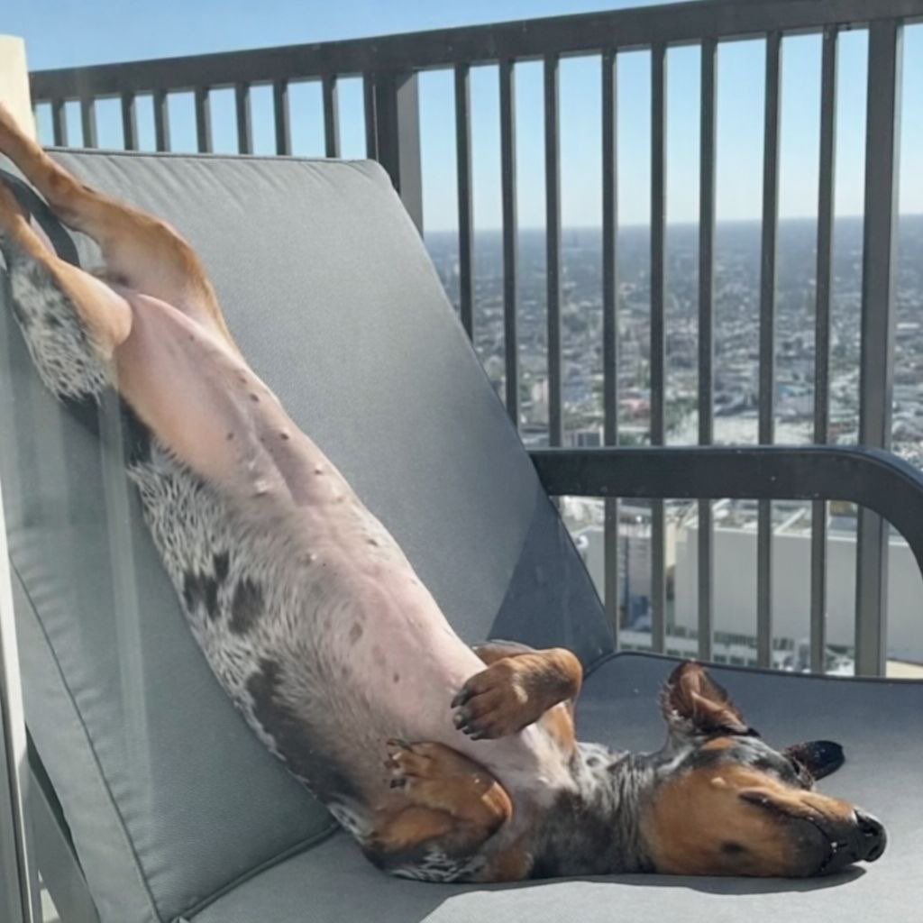 After lunch 
#dachshund