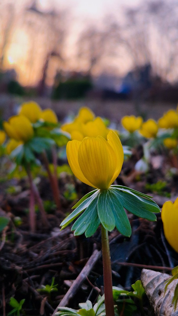 Plantaholic 🌸 tweet media