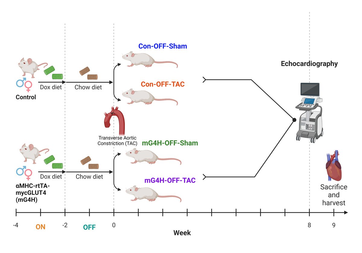 Adam R. Wende, PhD, FAHA tweet media