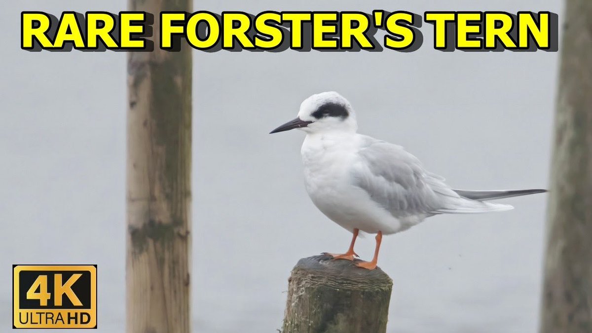 Wayne + Lauren tweet media