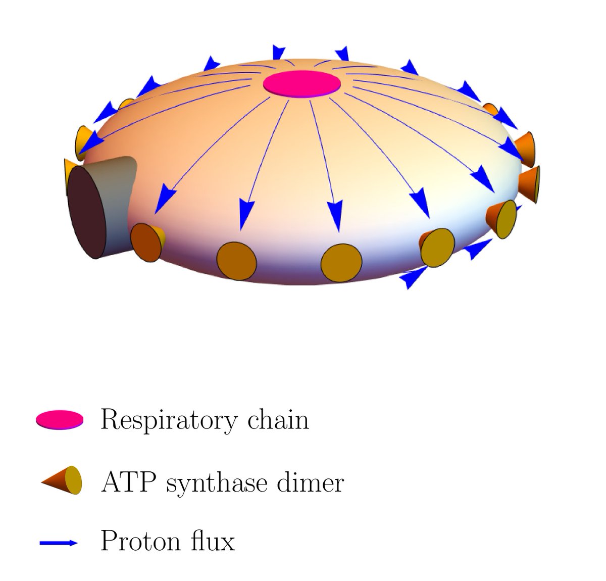 Physical Review E tweet media