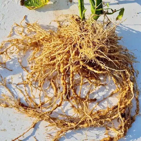 El Agro Auténtico tweet media