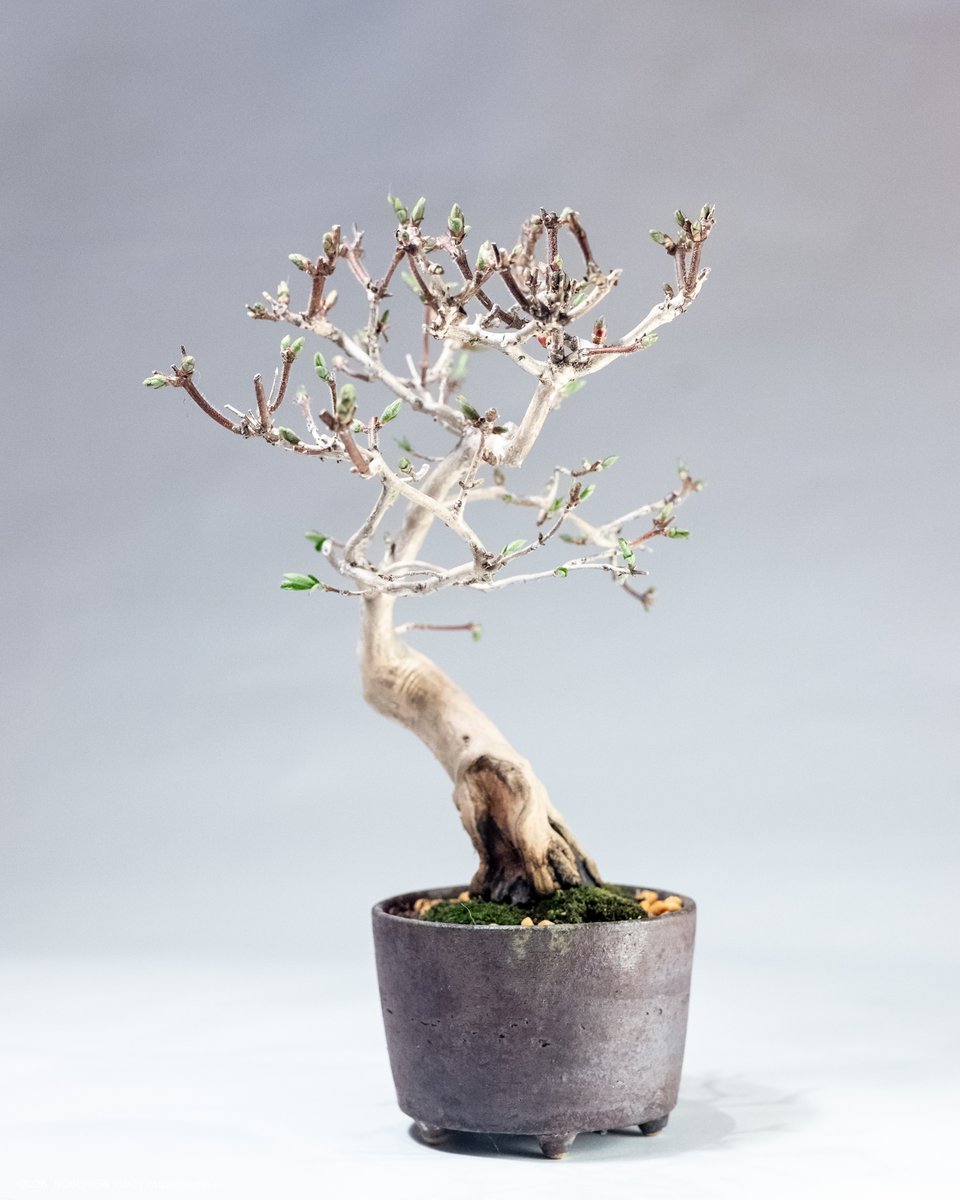 ウグイスカグラ の植え替え完了。 買った時は四角の鉢に入っていたけど