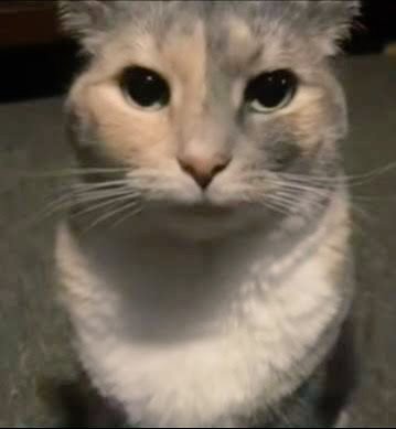 Mailo ˙𐃷˙ tweet media