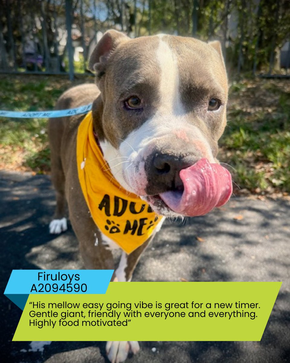 Miami-Dade County Animal Services tweet media