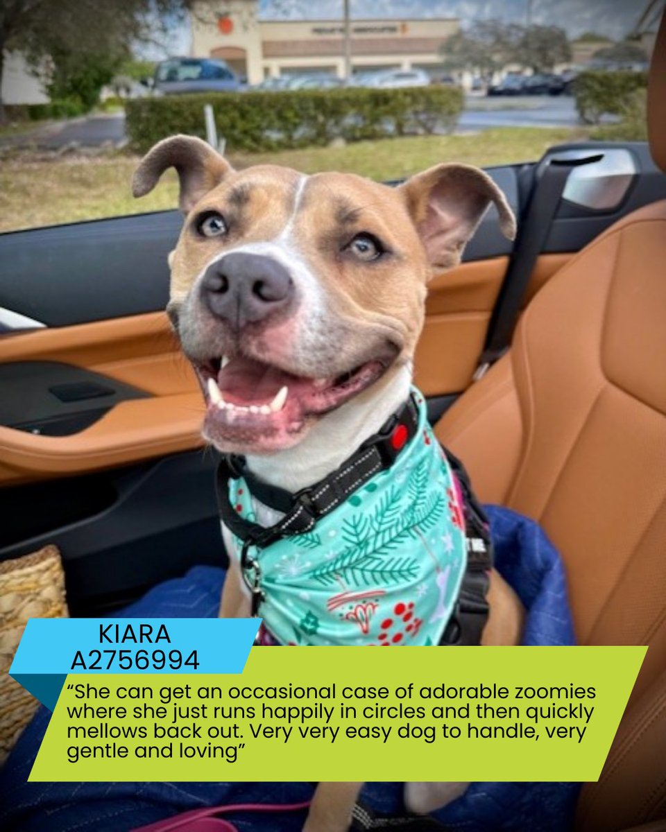 Miami-Dade County Animal Services tweet media