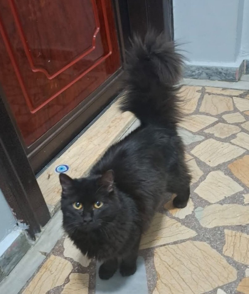 Uzun tüylü siyaha merağınız yok mu? Yuva arıyor bu kuş. Kadıköy.