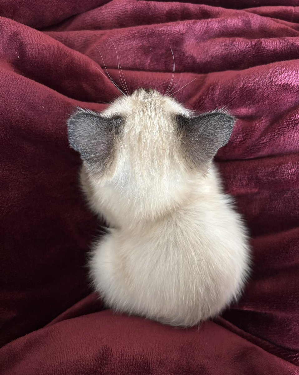 ⋆˙⟡ tweet media