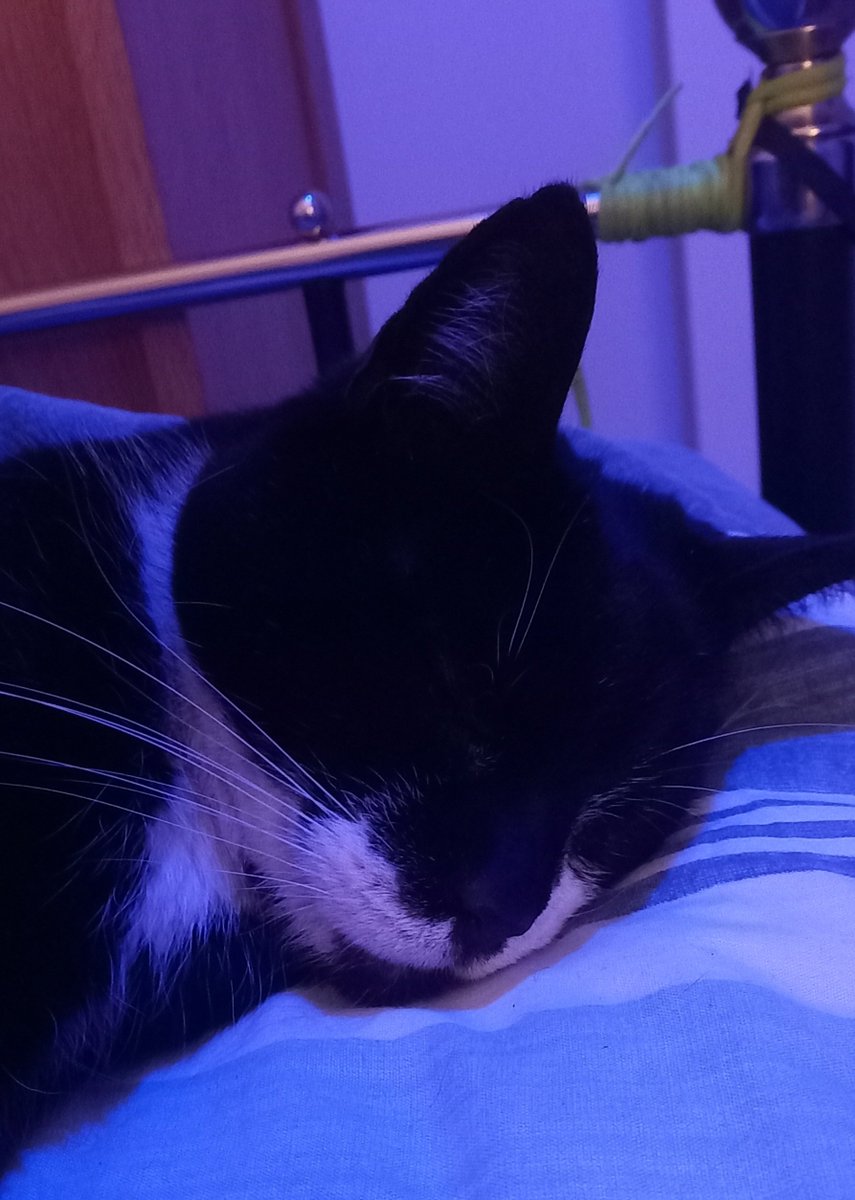 The Tails of the Two Kings tweet media