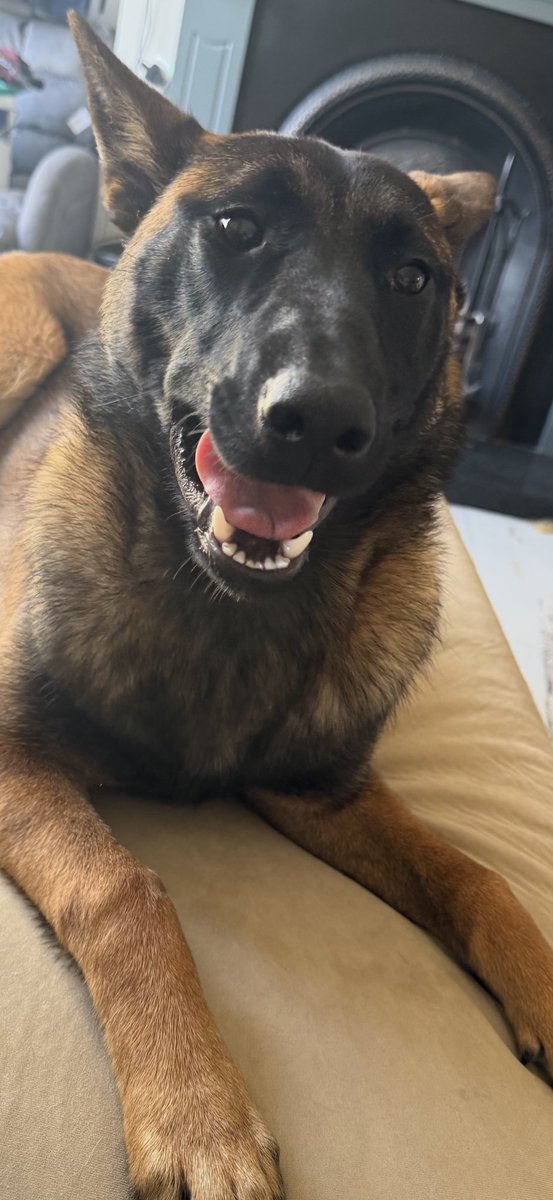 Luna 🐕 Solana’s Lunatix tweet media