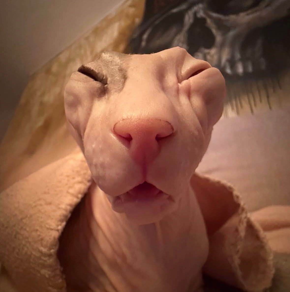 GhostCoronel Segundo 🔞 ( COMISIONES ABIERTAS ) tweet media