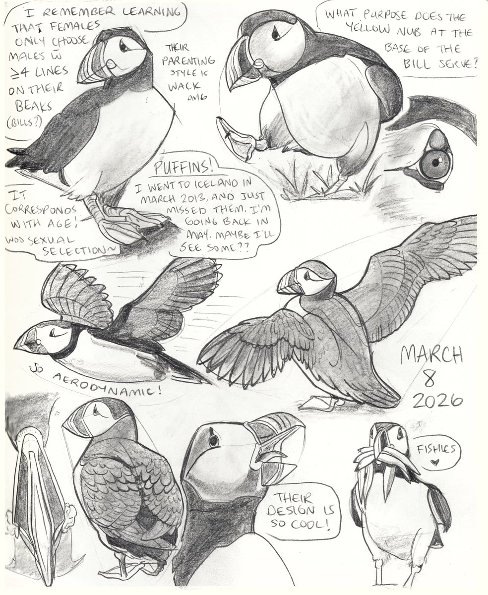 incaseyouart's tweet image. Arachnids, black bear, flamingo and puffin pencil sketches~

#animalart #animalstudies #spider #spiders