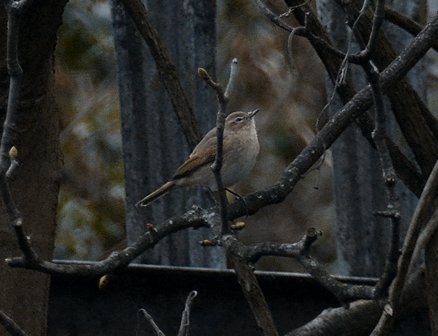 sesame86's tweet photo. @jarpartridge 👍 Finally got 1 phrase of song pm today. Seen Sat &amp; Monday, S bank of Regent's Canal between The Constitution &amp; Royal College Street, but also in tall trees N side. Calls rarely &amp; goes missing for an hour. A morning visit might get more song. Has something on bill base. https://t.co/r9wm2PfwX3