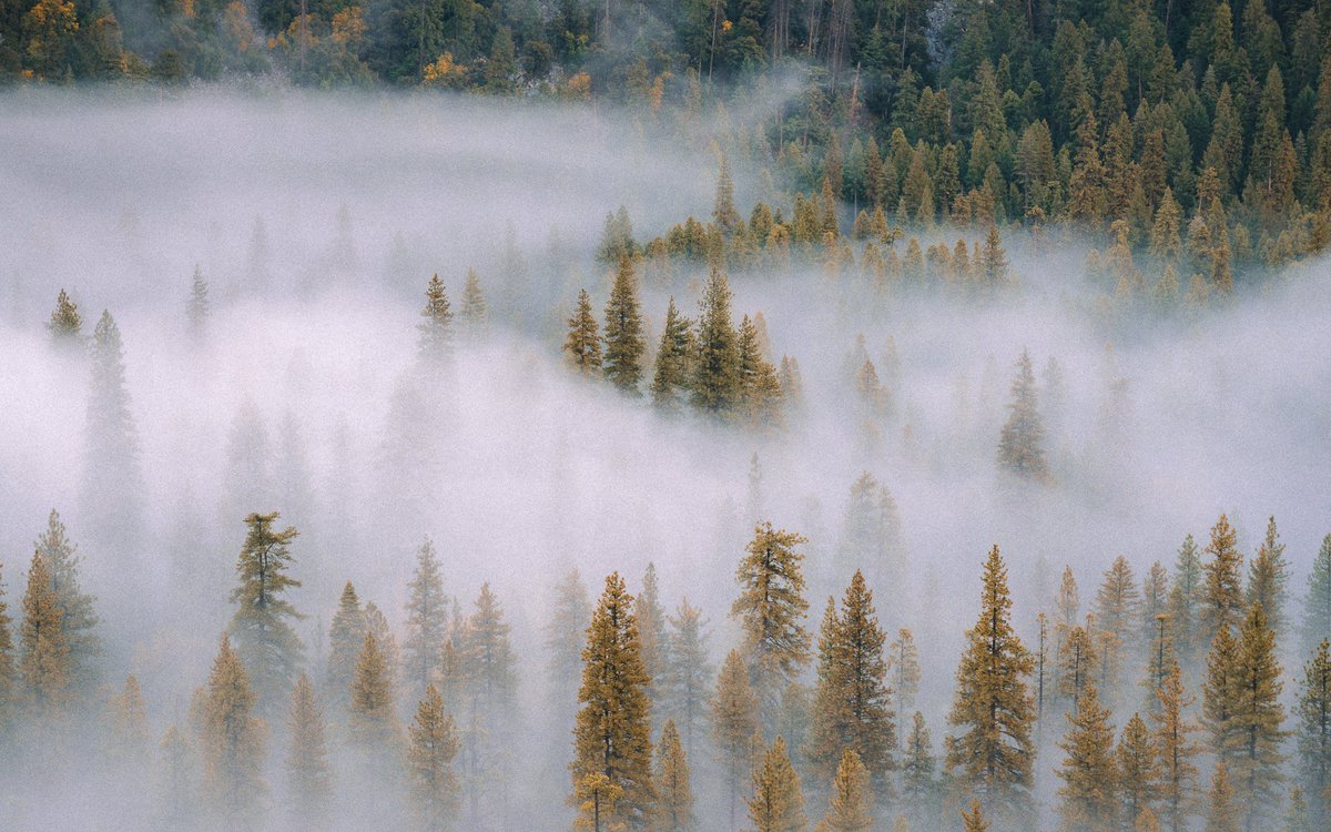 Jeff Mihaly tweet media