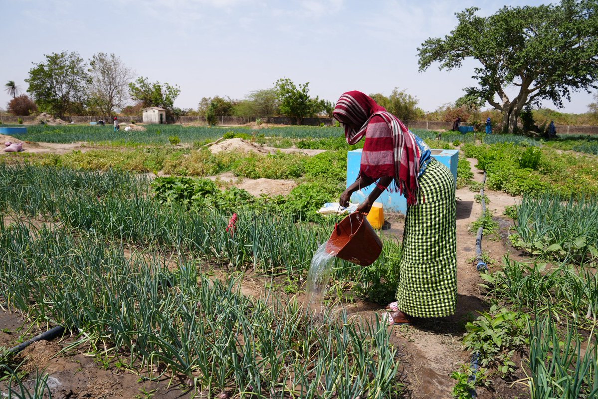 SC State 1890 tweet media