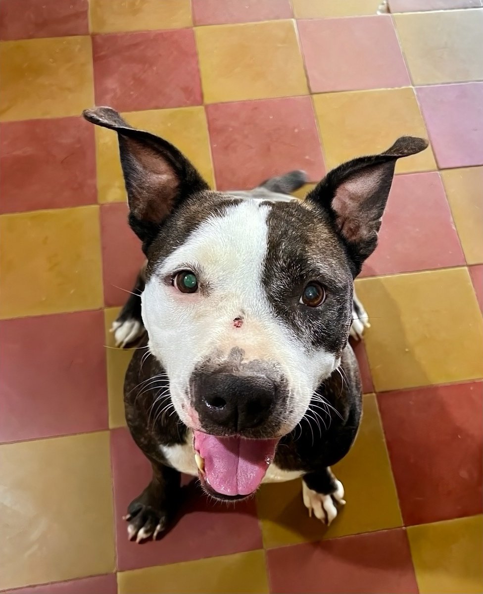 Marcando Huellas tweet media