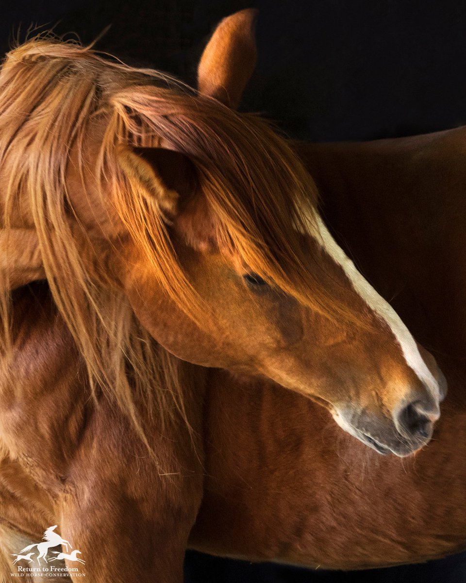 Return to Freedom tweet media