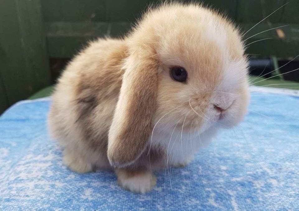 Bunnies's tweet photo. https://t.co/tHmMrFHsXW