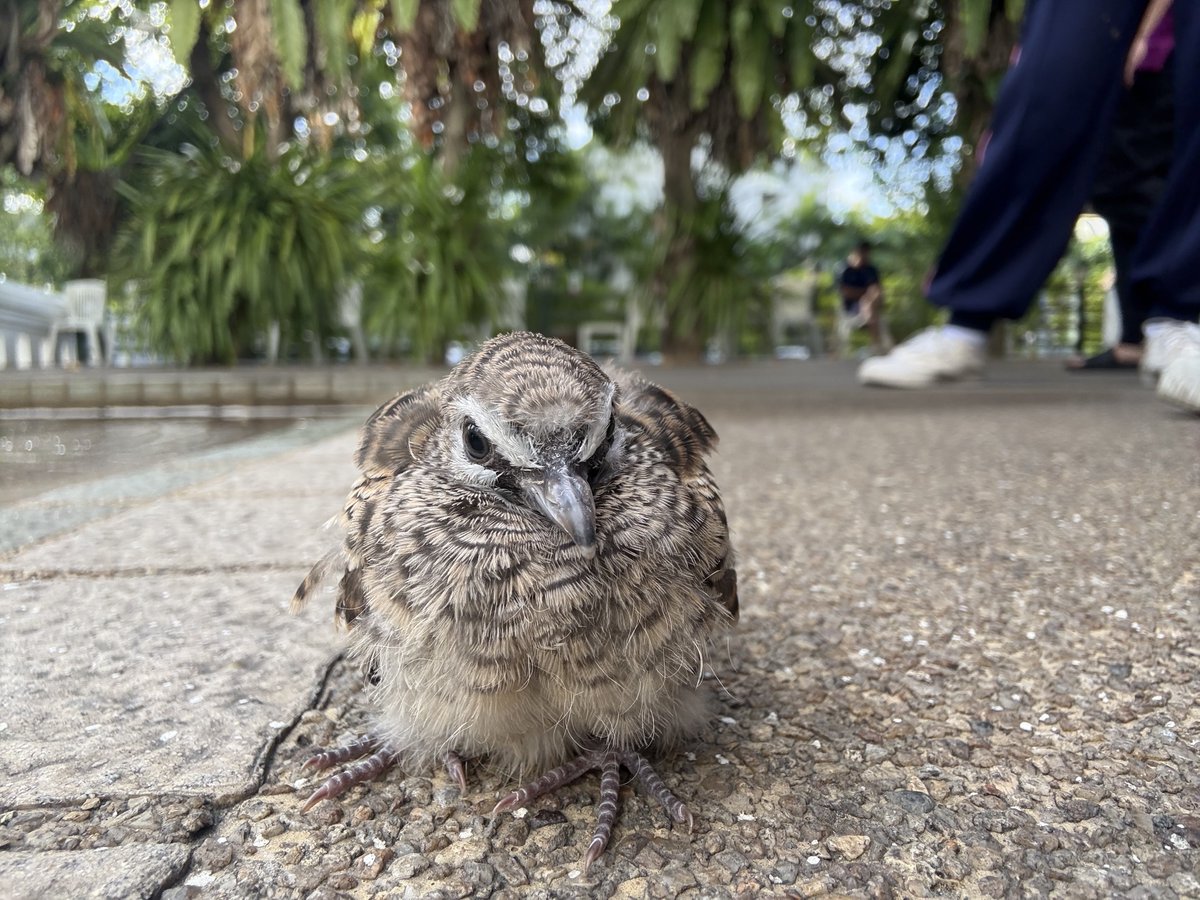 t๋oง แt๋ง tweet media